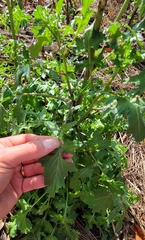Brassica oleracea