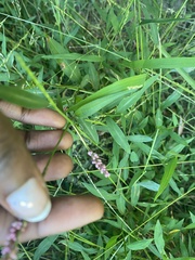 Persicaria decipiens