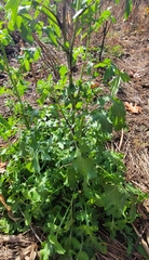 Brassica oleracea