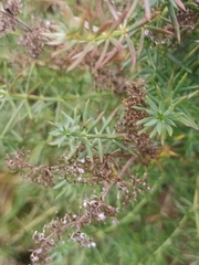 Galium verum