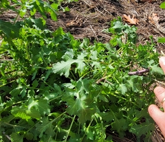Brassica oleracea