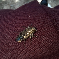 Chrysobothris acutipennis