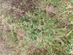 Galium verum