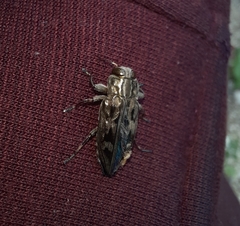 Chrysobothris acutipennis