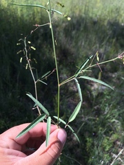 Desmodium rosei