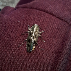 Chrysobothris acutipennis