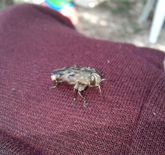 Chrysobothris acutipennis