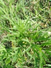 Ammi majus