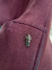 Chrysobothris acutipennis