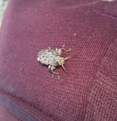 Chrysobothris acutipennis