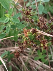 Hypericum perforatum