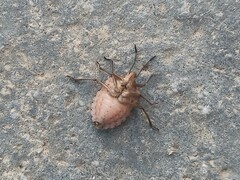 Codophila varia