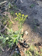 Heterotheca grandiflora