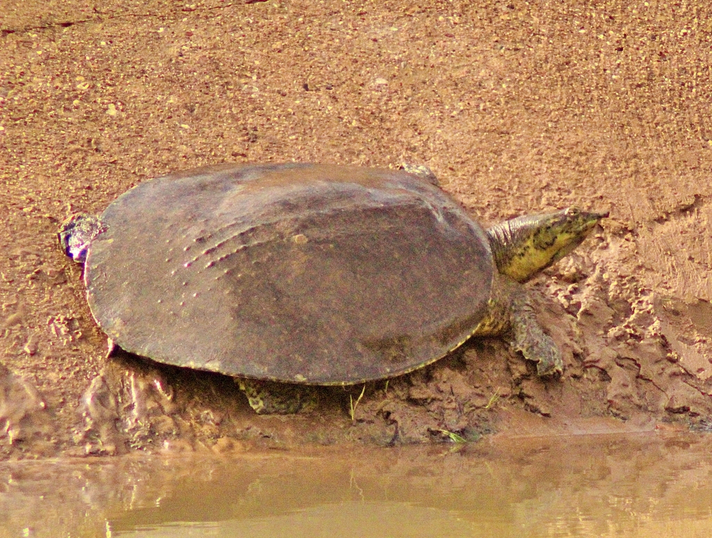 Pallid Spiny Softshell from Central Arlington, Arlington, TX, USA on ...