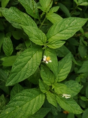 Heliotropium