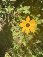 Coreopsis leavenworthii