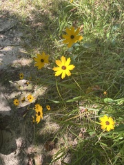 Coreopsis leavenworthii