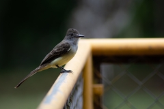 Myiarchus ferox