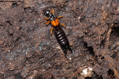 Carcinophora americana