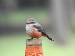 Pyrocephalus rubinus piurae