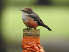 Pyrocephalus rubinus piurae