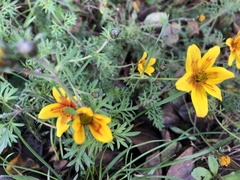 Bidens triplinervia
