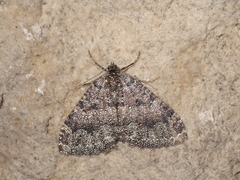 Triphosa dubitata