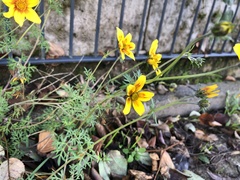 Bidens triplinervia