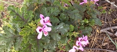 Pelargonium quercifolium