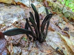 Geoglossum difforme