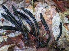 Geoglossum difforme