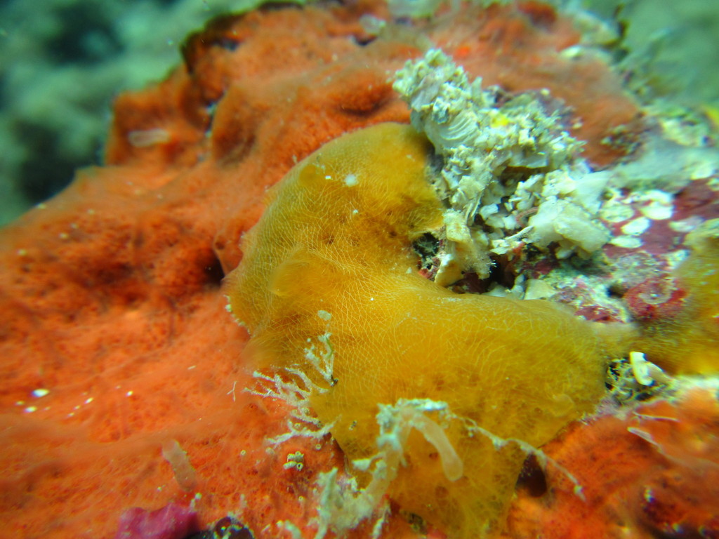 Mycale diversisigmata