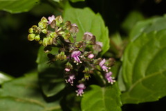 Ocimum carnosum