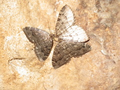 Triphosa dubitata