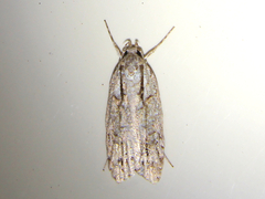 Izatha attactella