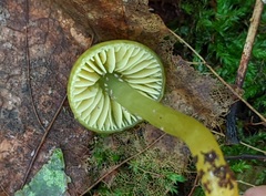 Gliophorus psittacinus image