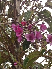 Meriania nobilis