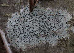 Lecidella elaeochroma