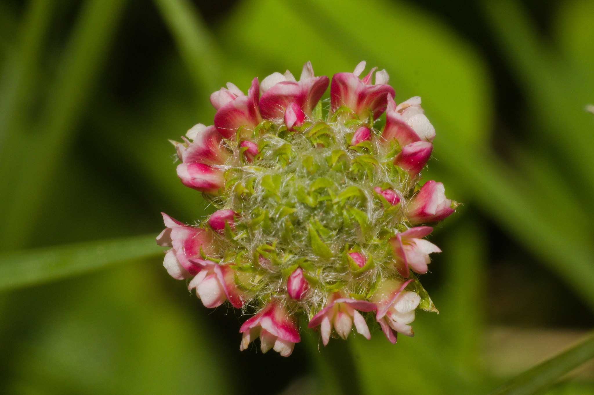 Trifolium riograndense