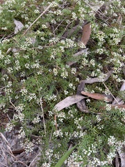Platysace