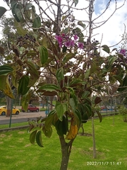 Meriania nobilis