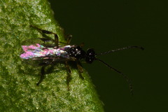 Euphorinae