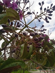 Meriania nobilis
