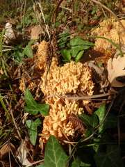 Ramaria flava