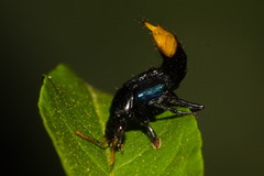 Photinopygus