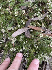 Platysace