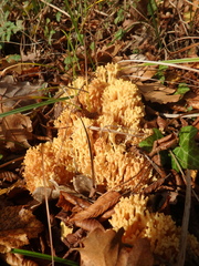 Ramaria flava