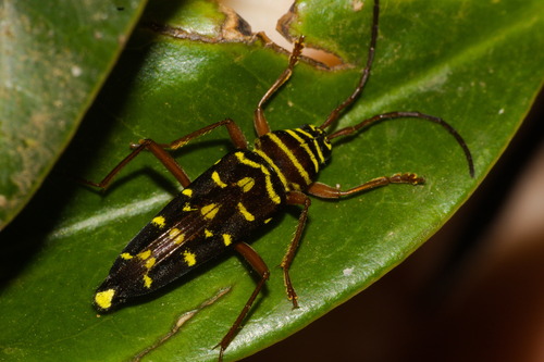 Megacyllene proxima