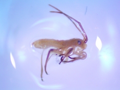 Stenodema trispinosum