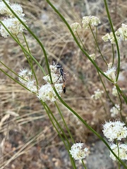 Sphecidae